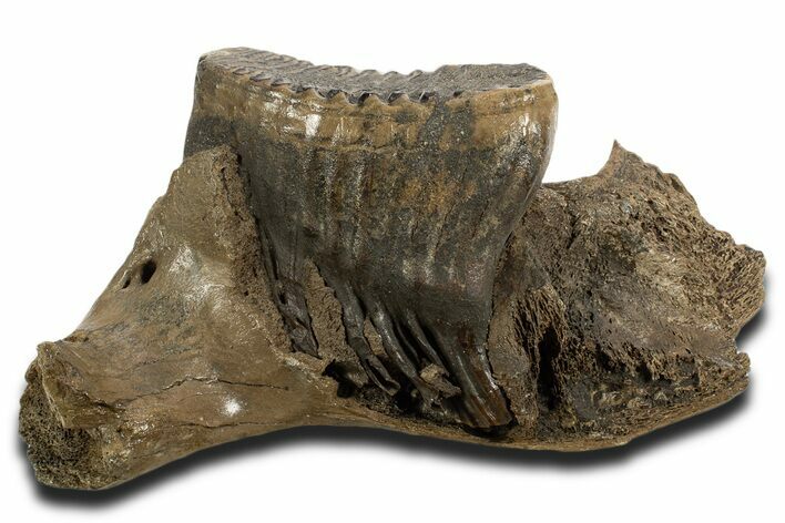 Fossil Woolly Mammoth Jaw with M Molar - Germany #337187